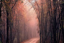 沃尔夫斯堡客场战胜弗赖堡,取得宝贵三分