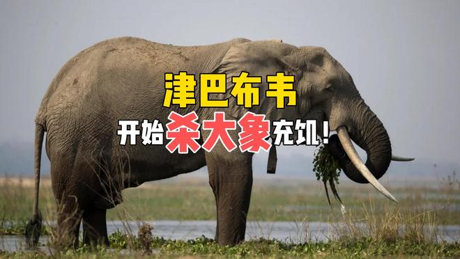 津巴布韦队在非洲国家杯中晋级半决赛
